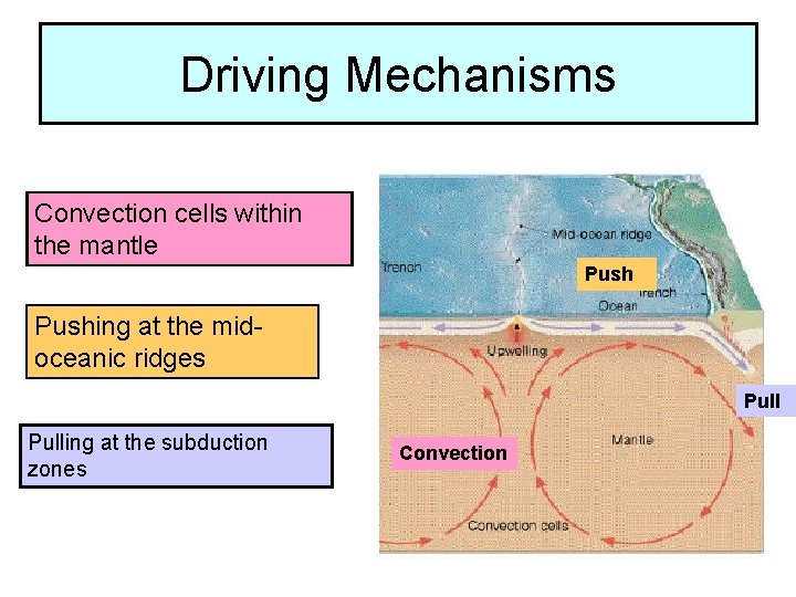 Driving Mechanisms Convection cells within the mantle Pushing at the midoceanic ridges Pulling at