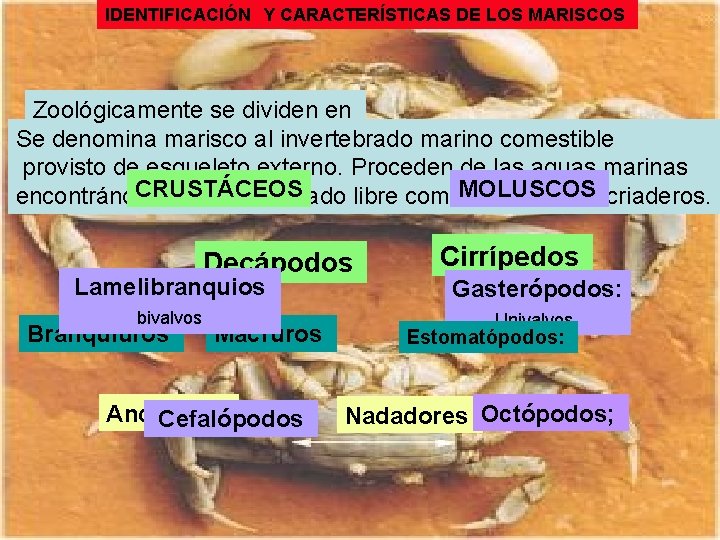 IDENTIFICACIÓN Y CARACTERÍSTICAS DE LOS MARISCOS Zoológicamente se dividen en Se denomina marisco al