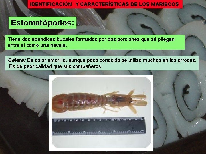 IDENTIFICACIÓN Y CARACTERÍSTICAS DE LOS MARISCOS Estomatópodos: Tiene dos apéndices bucales formados porciones que