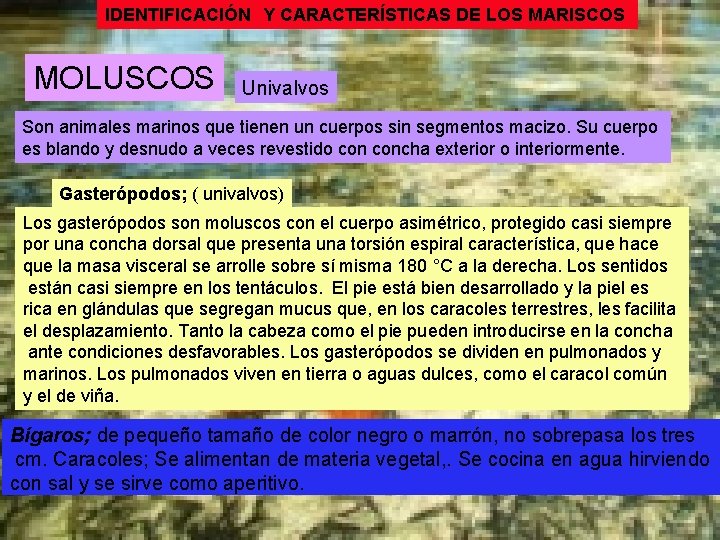 IDENTIFICACIÓN Y CARACTERÍSTICAS DE LOS MARISCOS MOLUSCOS Univalvos Son animales marinos que tienen un
