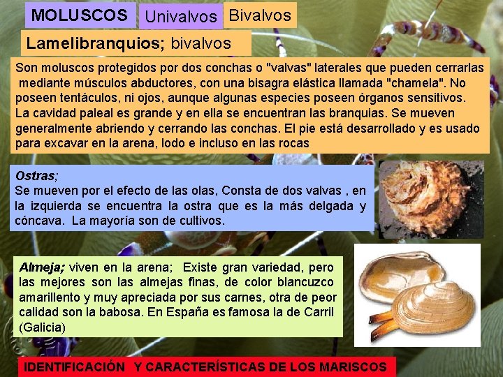 MOLUSCOS Univalvos Bivalvos Lamelibranquios; bivalvos Son moluscos protegidos por dos conchas o "valvas" laterales