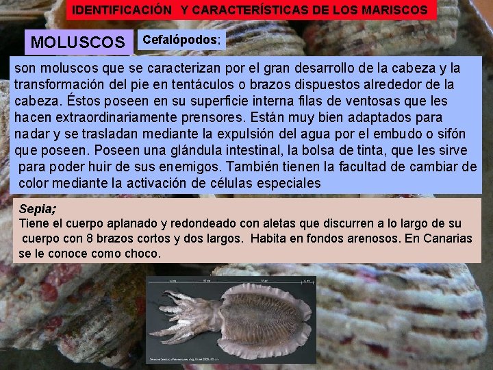 IDENTIFICACIÓN Y CARACTERÍSTICAS DE LOS MARISCOS MOLUSCOS Cefalópodos; son moluscos que se caracterizan por