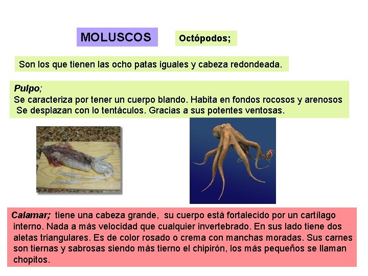 MOLUSCOS Octópodos; Son los que tienen las ocho patas iguales y cabeza redondeada. Pulpo;
