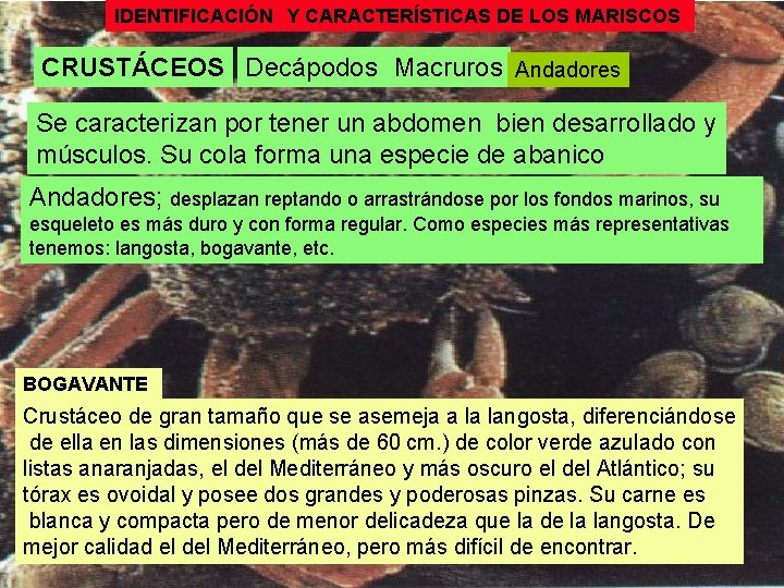 IDENTIFICACIÓN Y CARACTERÍSTICAS DE LOS MARISCOS CRUSTÁCEOS Decápodos Macruros Andadores Se caracterizan por tener