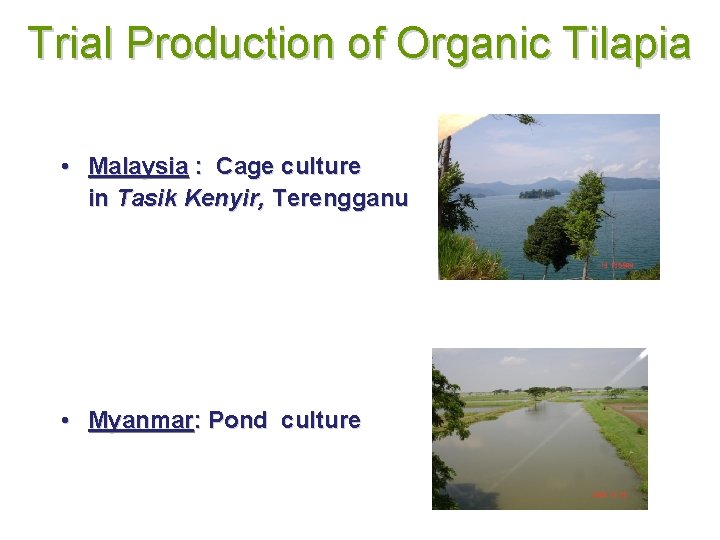 Trial Production of Organic Tilapia • Malaysia : Cage culture in Tasik Kenyir, Terengganu