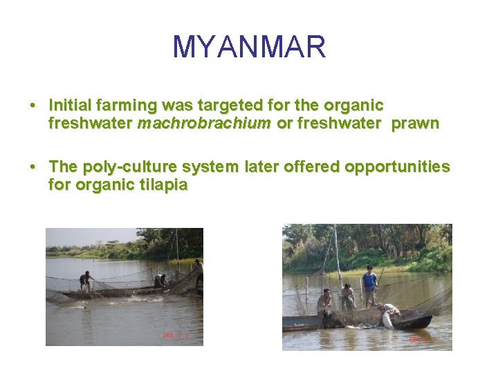 MYANMAR • Initial farming was targeted for the organic freshwater machrobrachium or freshwater prawn