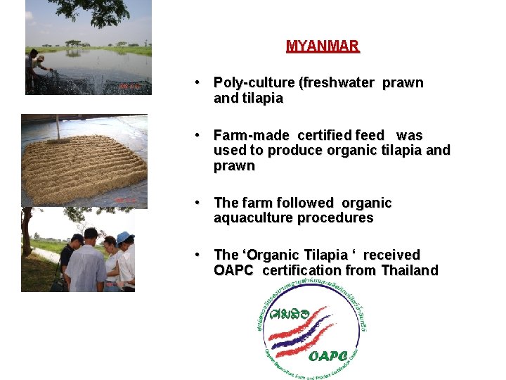 MYANMAR • Poly-culture (freshwater prawn and tilapia • Farm-made certified feed was used to