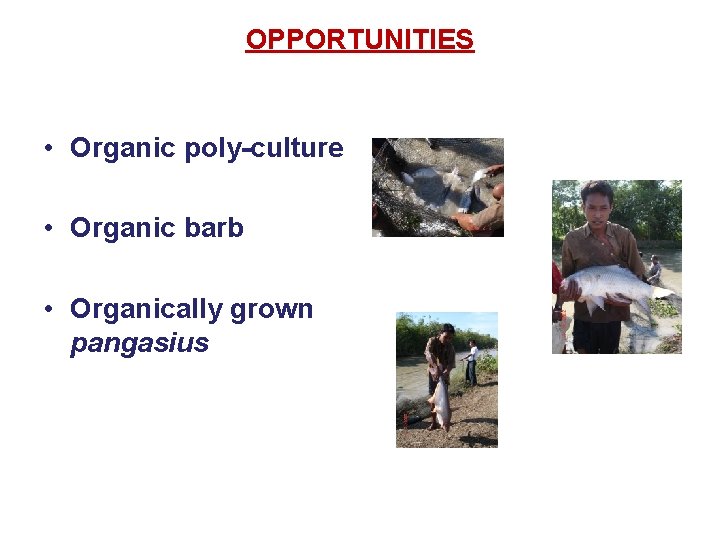 OPPORTUNITIES • Organic poly-culture • Organic barb • Organically grown pangasius 