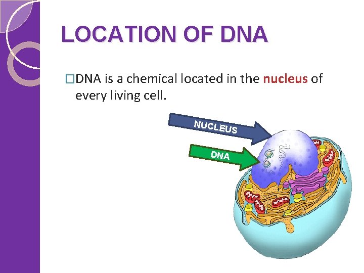LOCATION OF DNA �DNA is a chemical located in the nucleus of every living