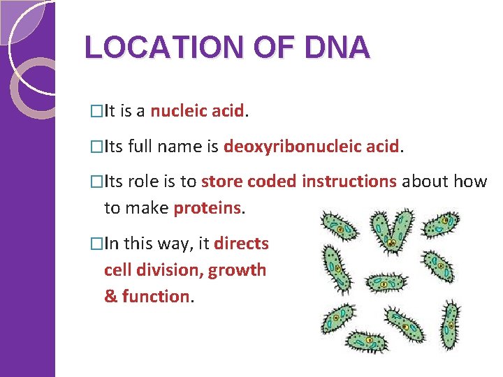 LOCATION OF DNA �It is a nucleic acid. �Its full name is deoxyribonucleic acid.