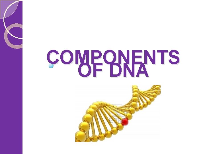COMPONENTS OF DNA 