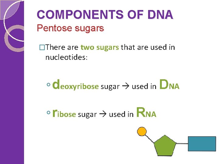 COMPONENTS OF DNA Pentose sugars �There are two sugars that are used in nucleotides: