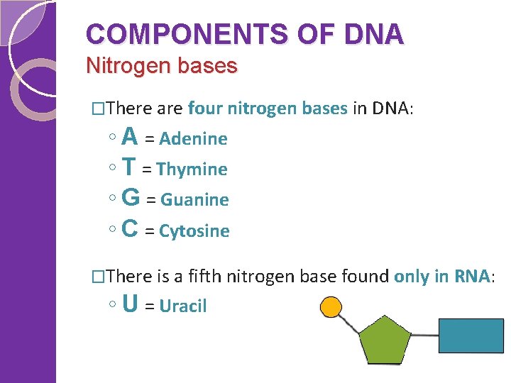 COMPONENTS OF DNA Nitrogen bases �There are four nitrogen bases in DNA: ◦ A