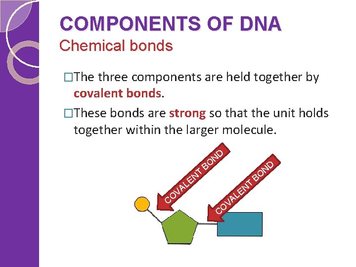COMPONENTS OF DNA Chemical bonds �The three components are held together by covalent bonds.