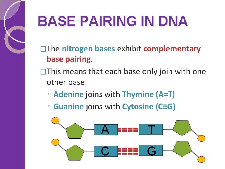 BASE PAIRING IN DNA �The nitrogen bases exhibit complementary base pairing. �This means that