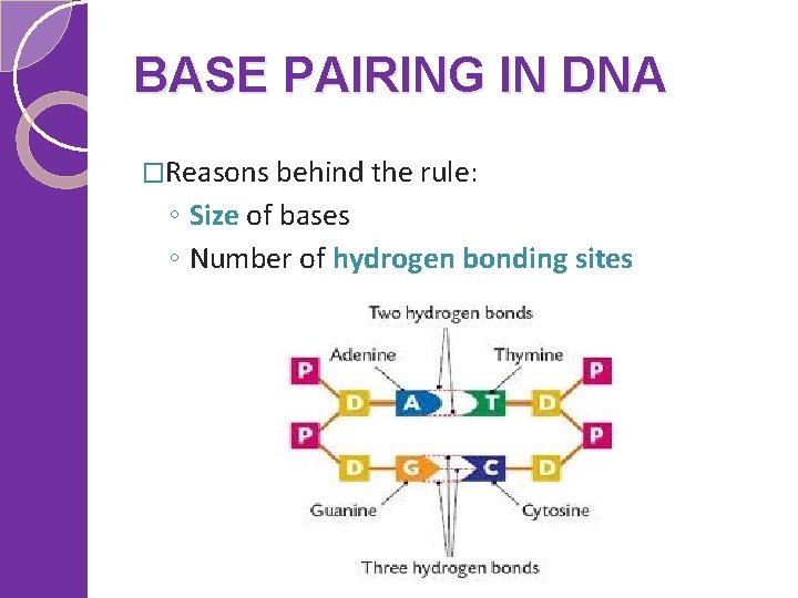 BASE PAIRING IN DNA �Reasons behind the rule: ◦ Size of bases ◦ Number
