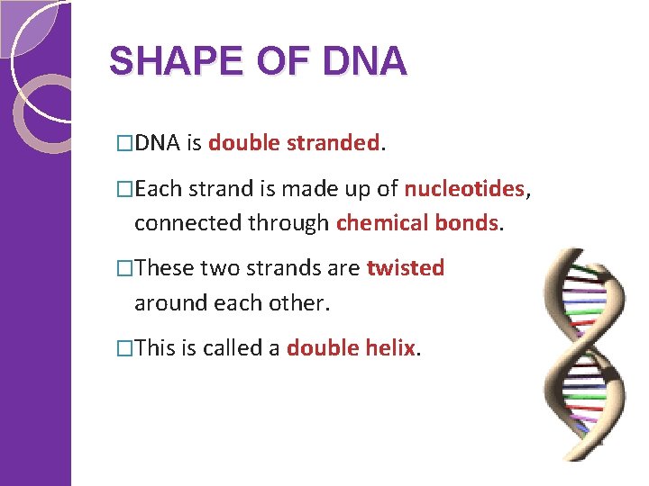 SHAPE OF DNA �DNA is double stranded. �Each strand is made up of nucleotides,