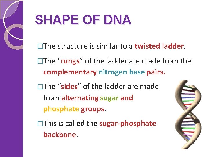 SHAPE OF DNA �The structure is similar to a twisted ladder. �The “rungs” of
