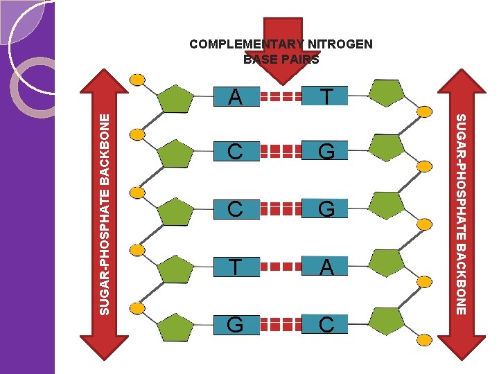 A T C G T A G C SUGAR-PHOSPHATE BACKBONE COMPLEMENTARY NITROGEN BASE PAIRS