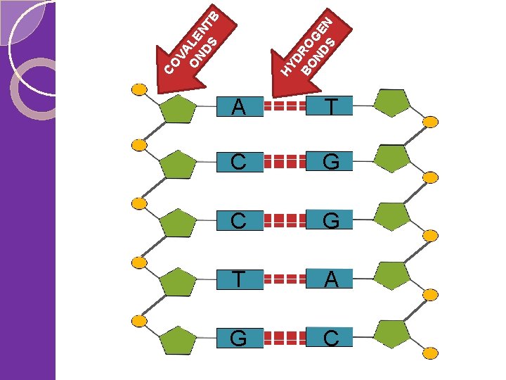 A T C G T A G C HY DR BO O ND GE