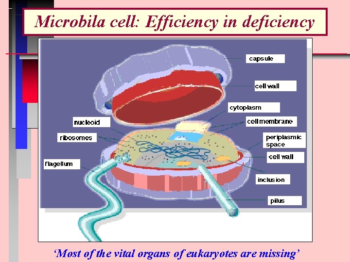 Microbiy Shell The strange beautiful and powerful world of microbes