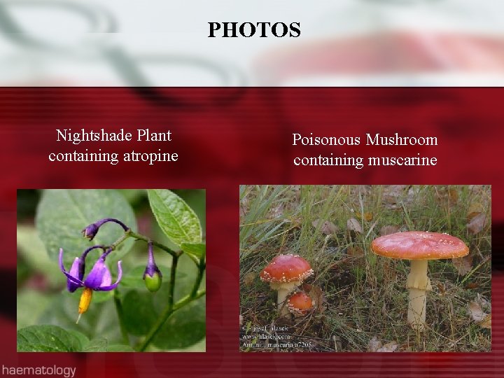 PHOTOS Nightshade Plant containing atropine Poisonous Mushroom containing muscarine 