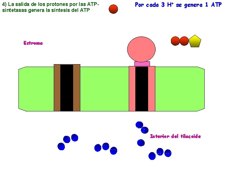 4) La salida de los protones por las ATPsintetasas genera la síntesis del ATP