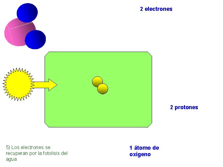 2 electrones 2 protones 5) Los electrones se recuperan por la fotolisis del agua