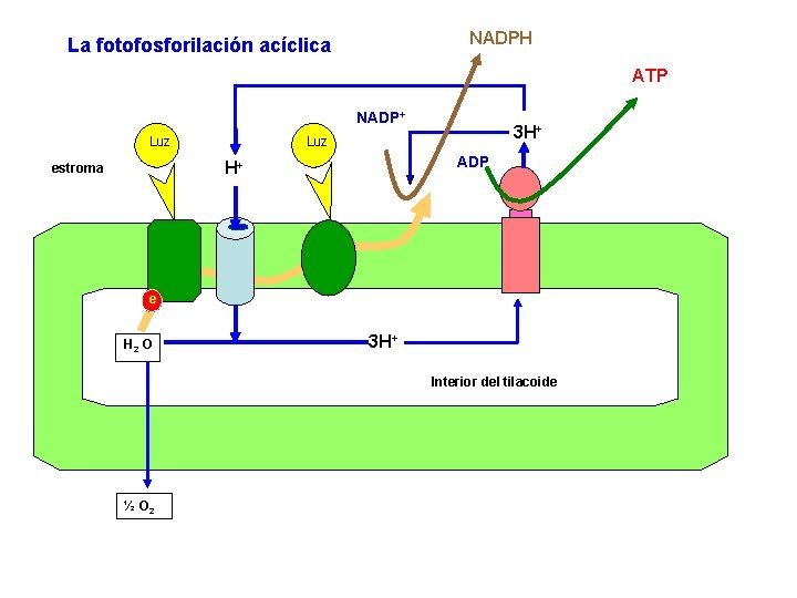 NADPH La fotofosforilación acíclica ATP NADP+ Luz ADP H+ estroma 3 H+ e H