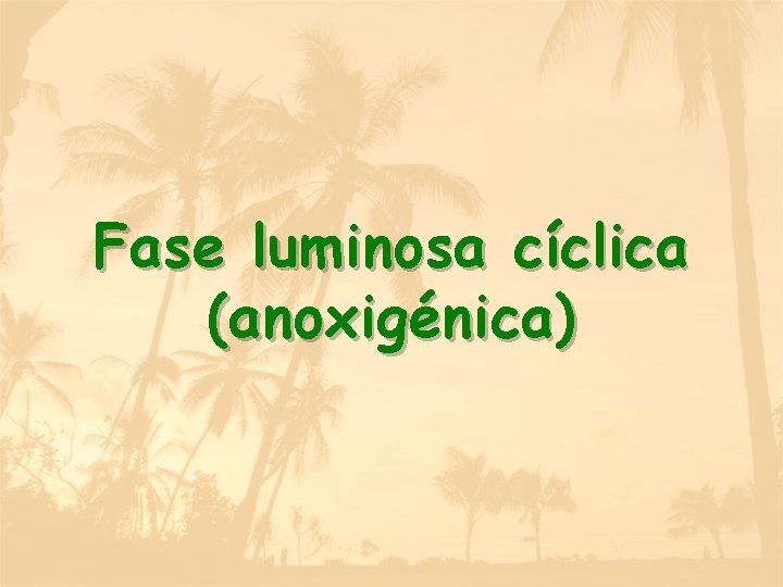 Fase luminosa cíclica (anoxigénica) 