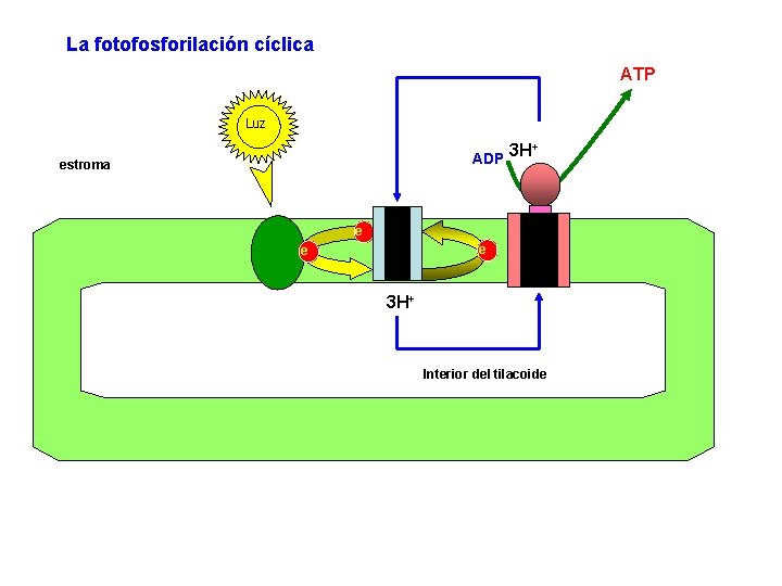 La fotofosforilación cíclica ATP Luz ADP estroma 3 H+ e e e 3 H+