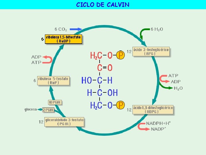 CICLO DE CALVIN 