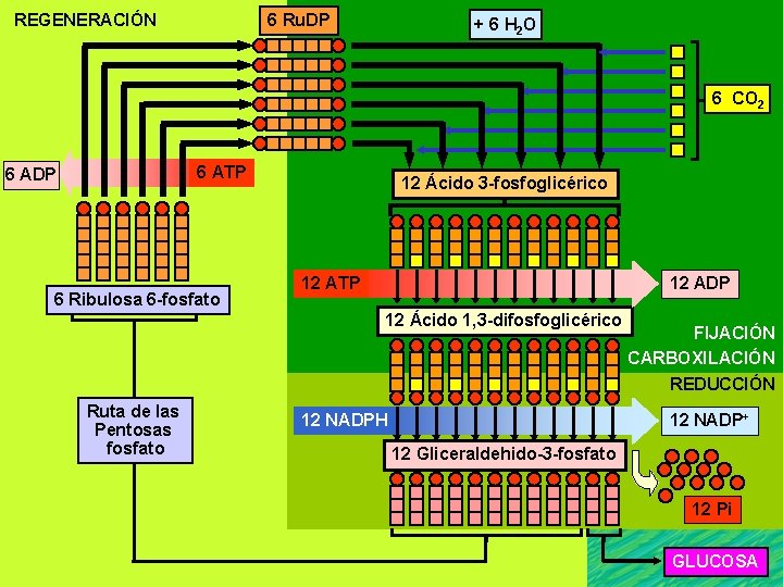 REGENERACIÓN 6 Ru. DP + 6 H 2 O 6 CO 2 6 ATP