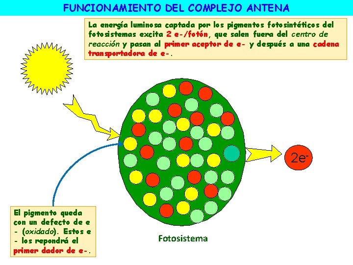 FUNCIONAMIENTO DEL COMPLEJO ANTENA La energía luminosa captada por los pigmentos fotosintéticos del fotosistemas