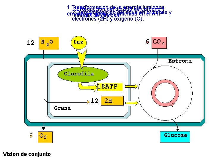 1 Transformación dedióxido la energía luminosay 3) Reducción del de carbono Descomposición del agua