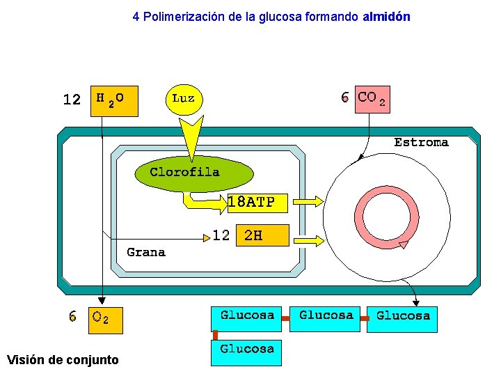 4 Polimerización de la glucosa formando almidón Visión de conjunto 