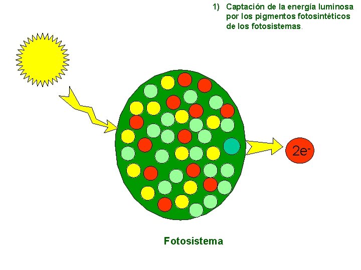 1) Captación de la energía luminosa por los pigmentos fotosintéticos de los fotosistemas. 2