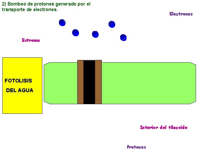 2) Bombeo de protones generado por el transporte de electrones. Electrones Estroma FOTOLISIS DEL