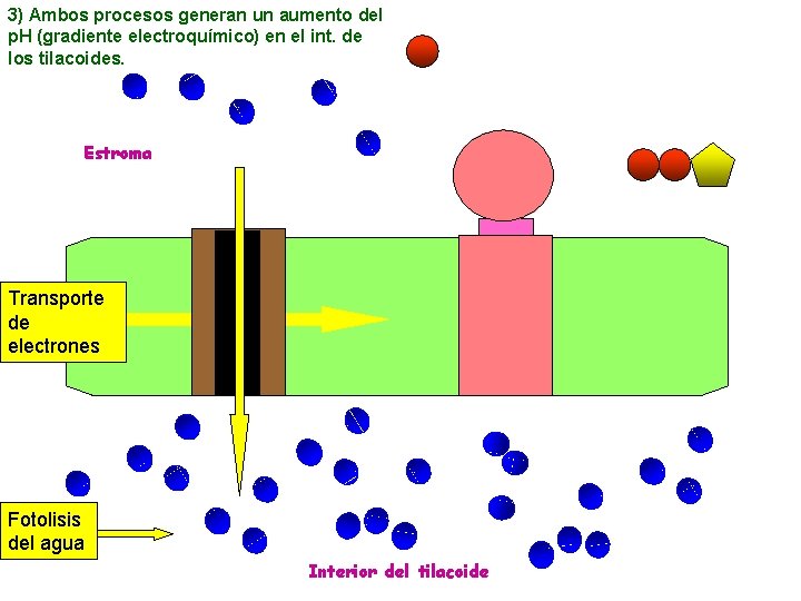 3) Ambos procesos generan un aumento del p. H (gradiente electroquímico) en el int.
