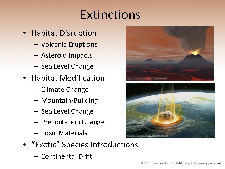 Extinctions • Habitat Disruption – Volcanic Eruptions – Asteroid Impacts – Sea Level Change