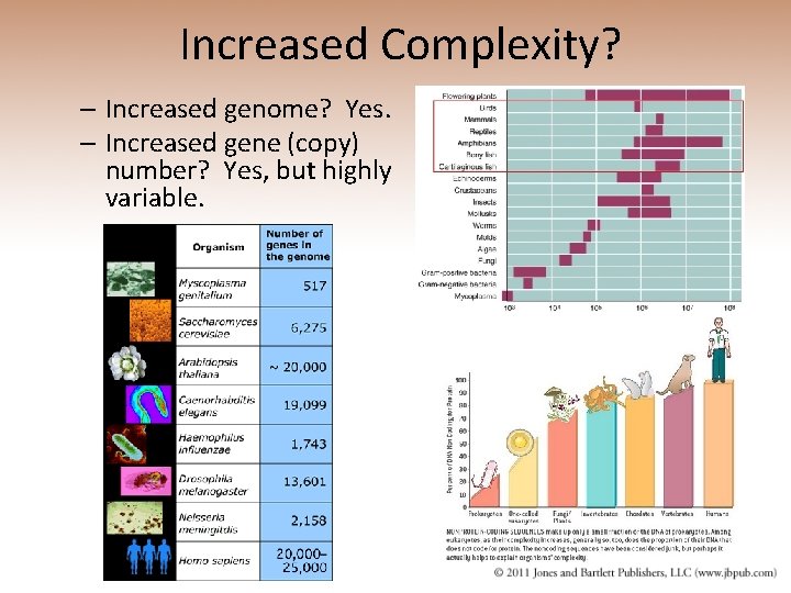 Increased Complexity? – Increased genome? Yes. – Increased gene (copy) number? Yes, but highly