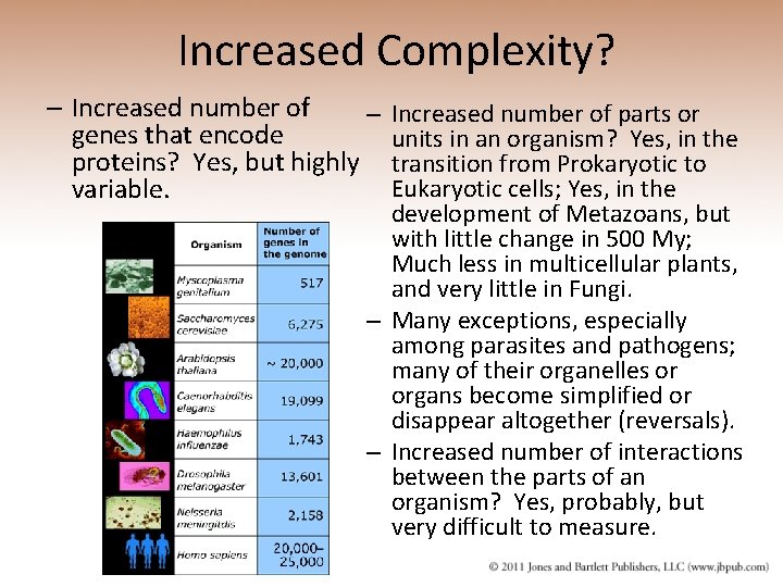 Increased Complexity? – Increased number of – genes that encode proteins? Yes, but highly