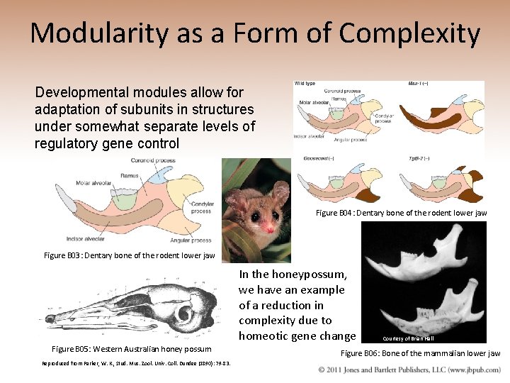 Modularity as a Form of Complexity Developmental modules allow for adaptation of subunits in
