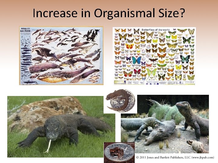 Increase in Organismal Size? 