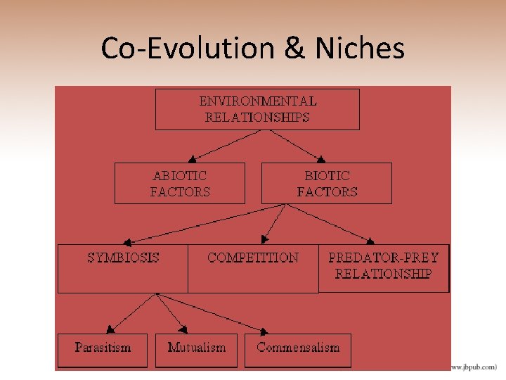 Co-Evolution & Niches 