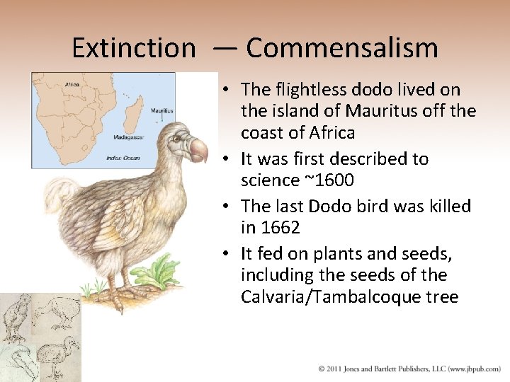 Extinction — Commensalism • The flightless dodo lived on the island of Mauritus off
