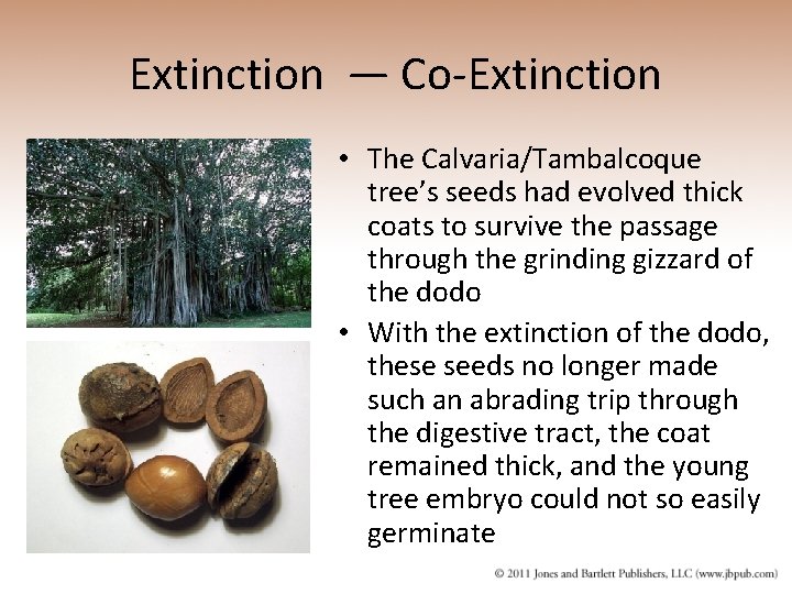 Extinction — Co-Extinction • The Calvaria/Tambalcoque tree’s seeds had evolved thick coats to survive