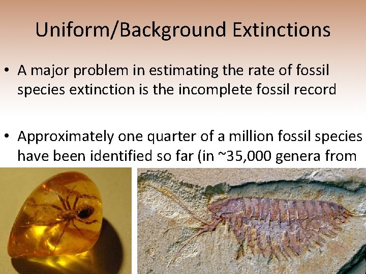 Uniform/Background Extinctions • A major problem in estimating the rate of fossil species extinction