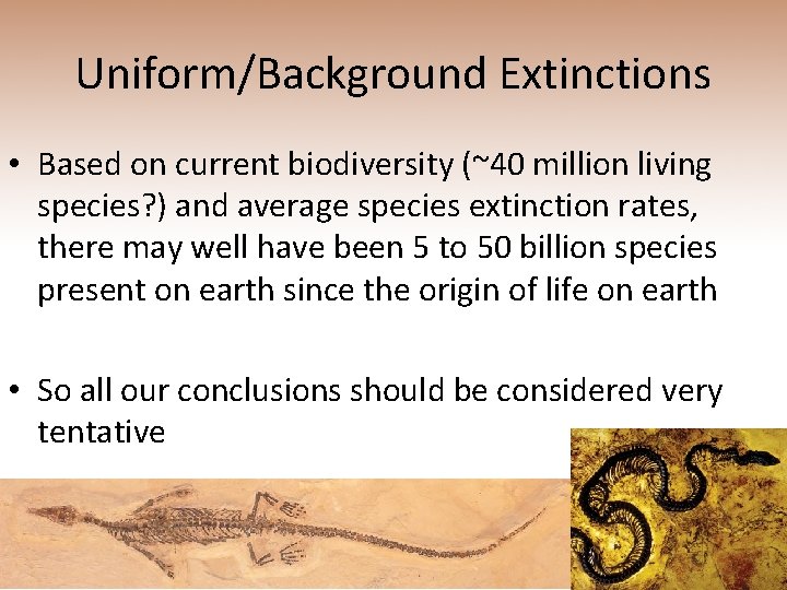 Uniform/Background Extinctions • Based on current biodiversity (~40 million living species? ) and average