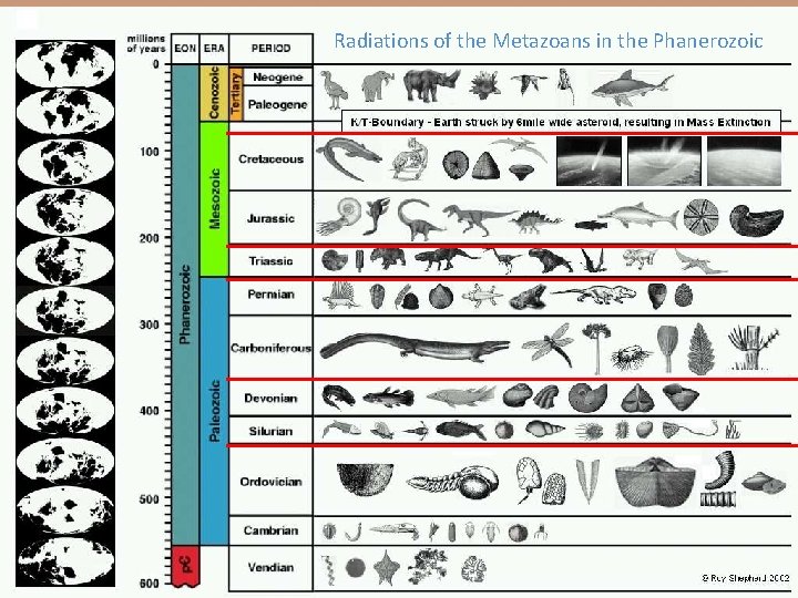 Radiations of the Metazoans in the Phanerozoic 
